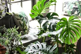 Cây Trầu Bà Nam Mỹ Monstera